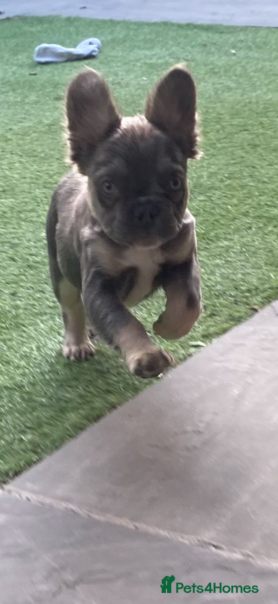 French Bulldog dogs Fluffy French bulldog puppies  - Advert 2