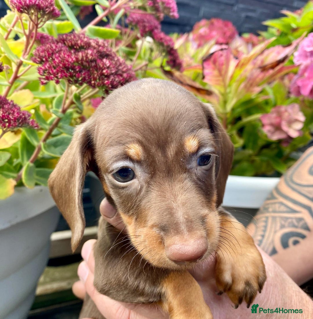 Miniature Dachshund dogs for sale: Miniature dachshunds READY NOW - Advert 7