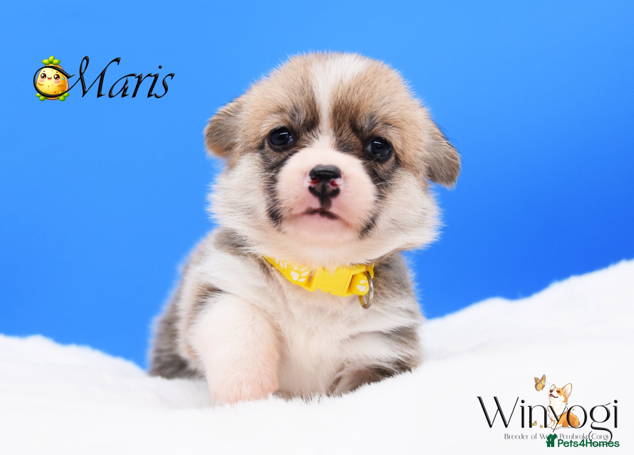 Welsh Corgi Pembroke dogs Absolutely Stunning KC WPC Puppies  - Advert 2