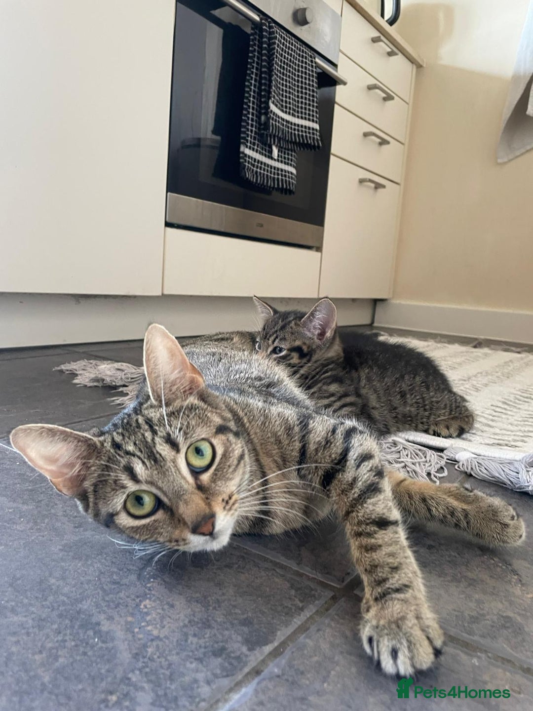 Domestic Shorthair cats for sale: Classic Tabby Domestic shorthair - Image 8