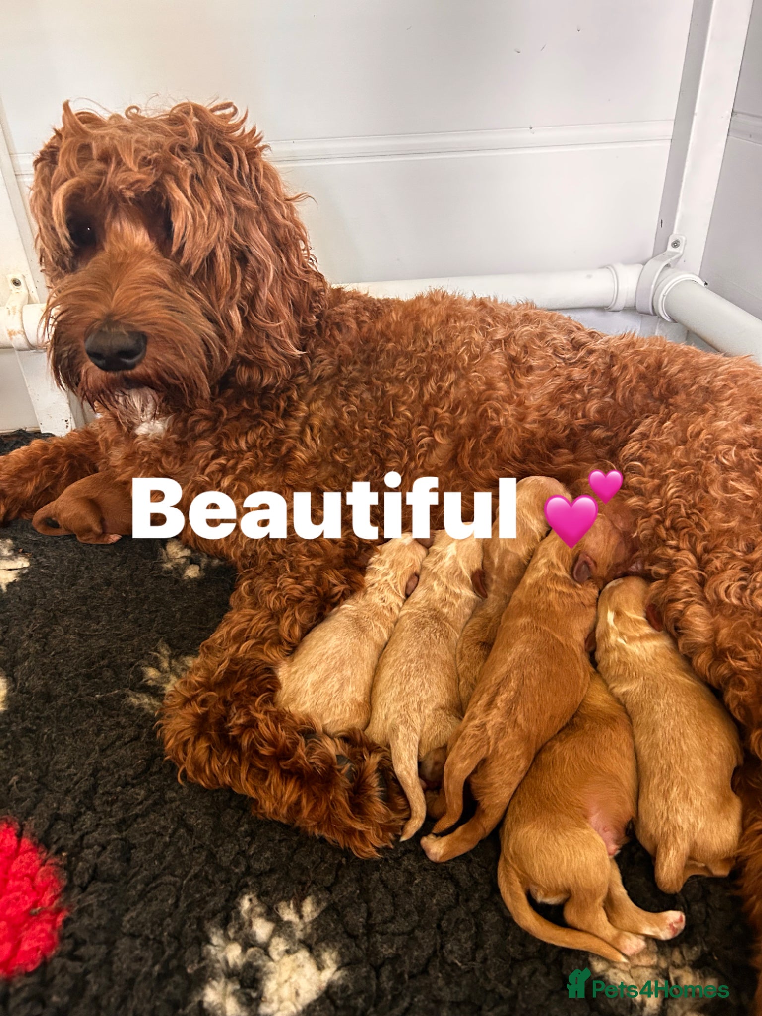 Australian Labradoodle dogs Australian labradoodle puppies  - Advert 1