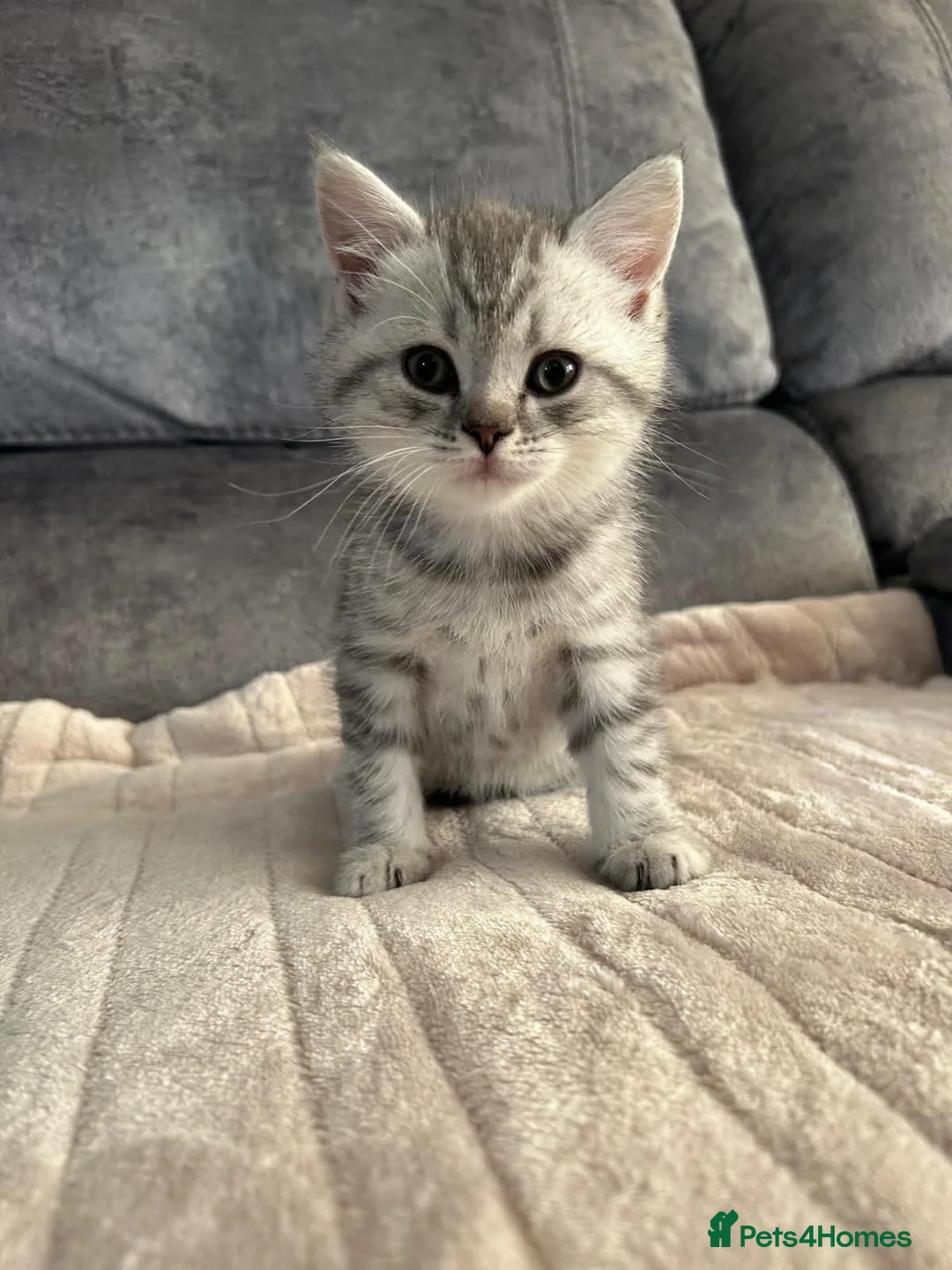British Shorthair cats for sale: Gorgeous British Shorthair Silver Tabby Kittens - Advert 2