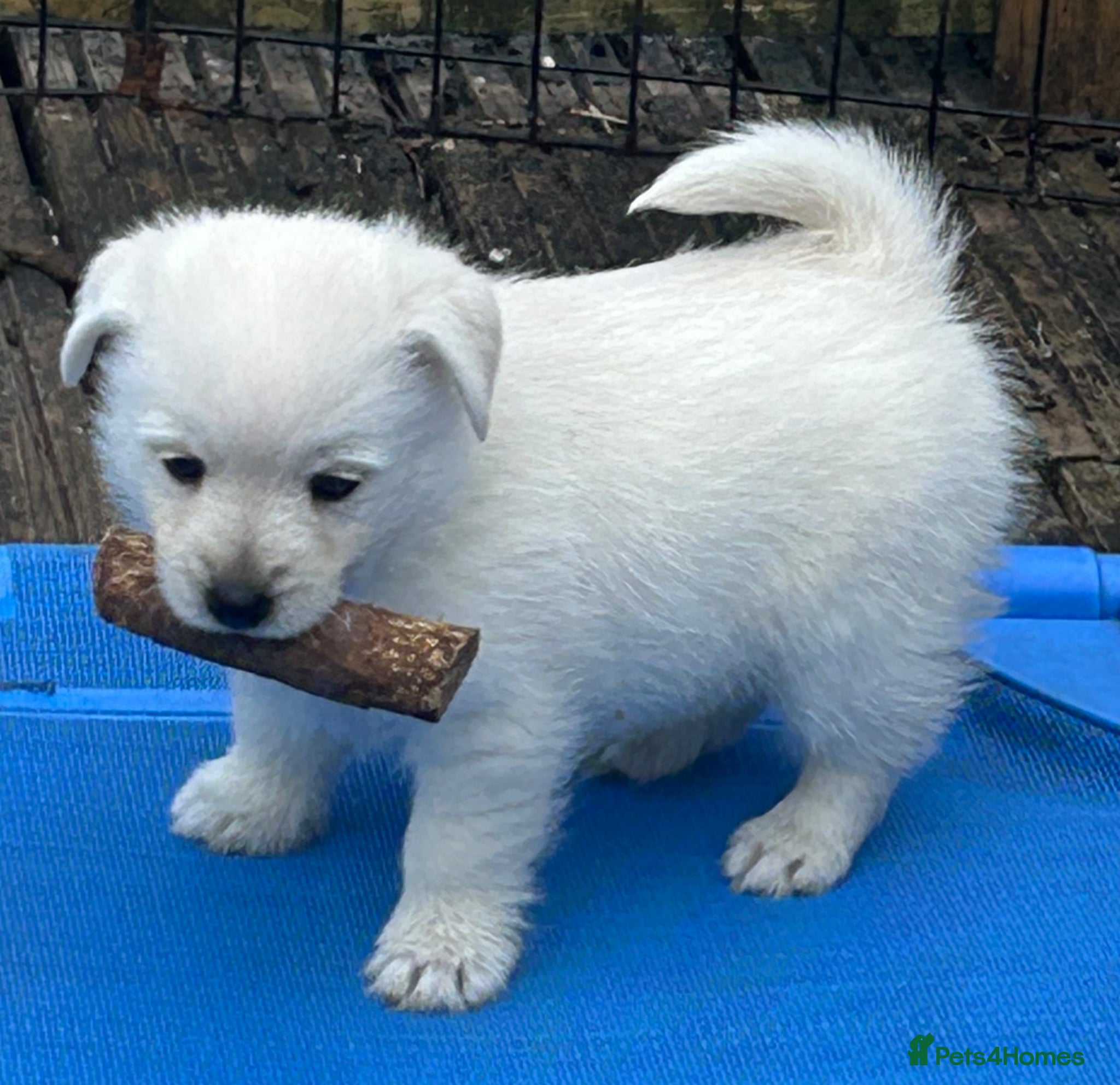 Mixed Breed dogs West Highland x Spitz pups - Advert 2