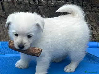 Mixed Breed dogs West Highland x Spitz pups - Advert 2