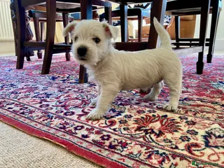 West Highland Terrier dogs Beautifully bred West Highland Terriers - Advert 1