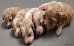 Cavapoo dogs for sale: Beautiful healthy cavapoo puppies - Image 2
