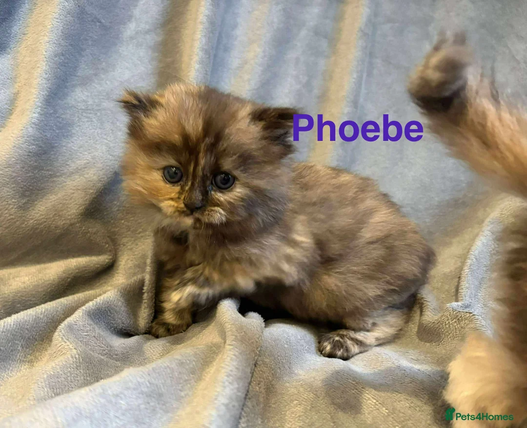 Persian cats for sale: **SOLD** Stunning litter of five female Perdolls - Advert 2