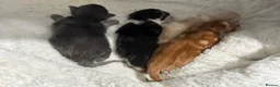 Maine Coon cats for sale: Maine coon kittens Tica registered parents  - Advert 8