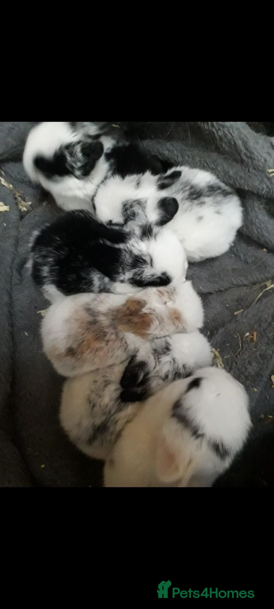 Mixed Breed rabbits Rabbits/Bunnies for adoption  - Advert 8