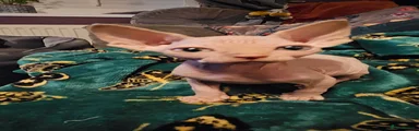 Sphynx Kitten 5
