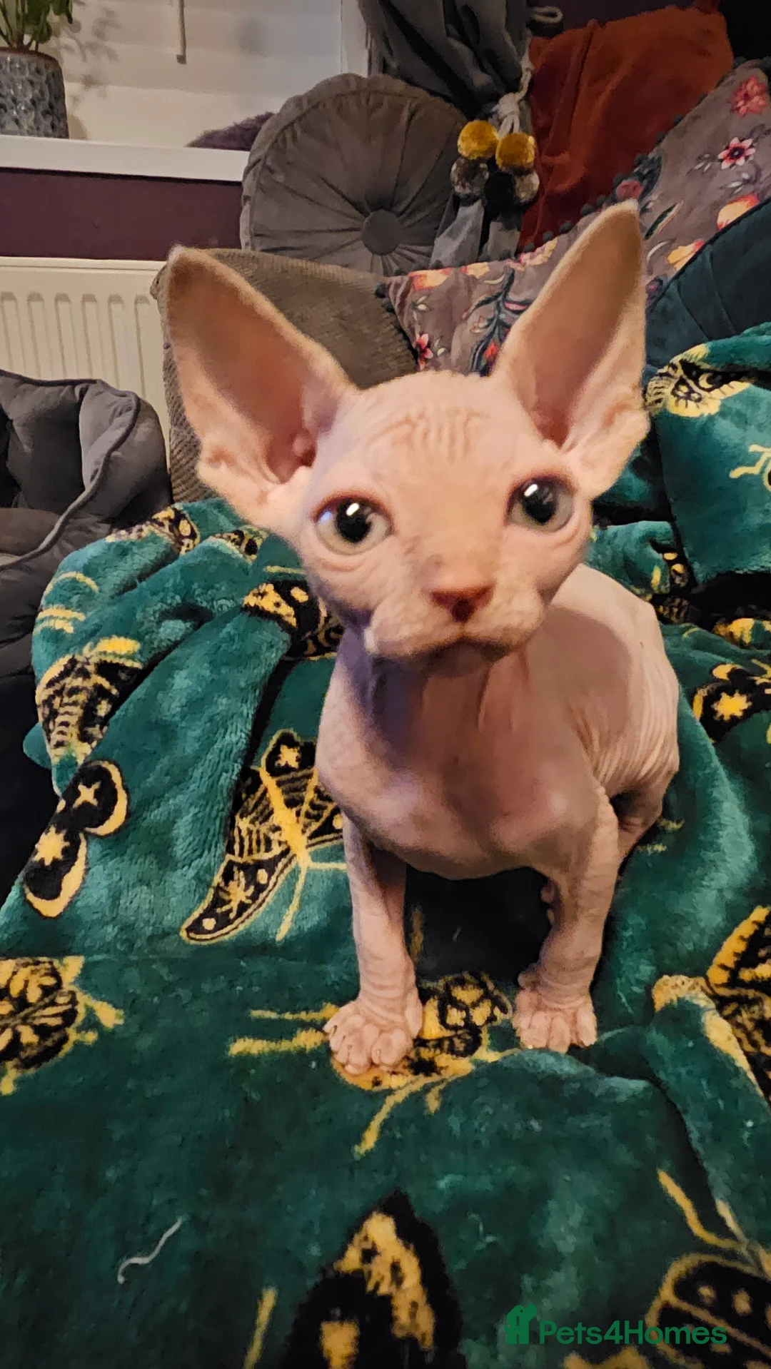 Sphynx cats for sale: Sphynx kittens for sale - Advert 13