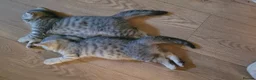British Shorthair cats for sale: British shorthair kittens  - Advert 30