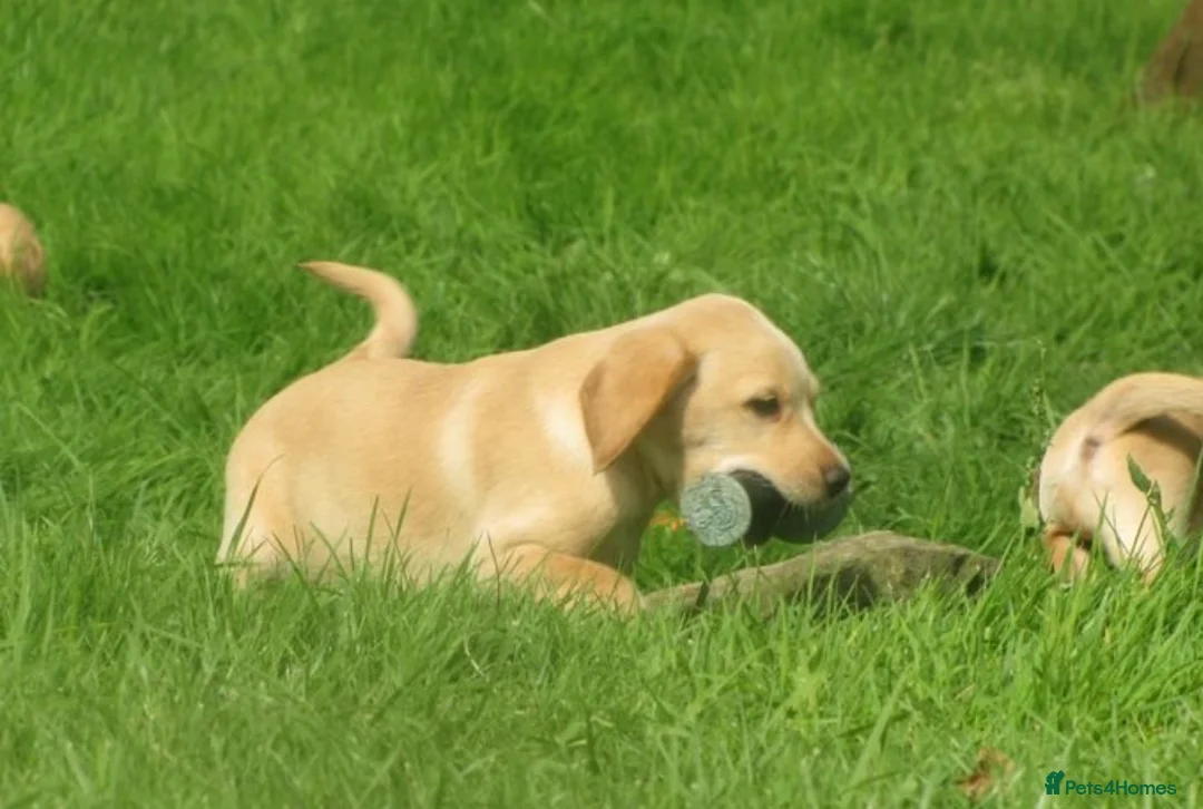 Labrador Retriever dogs for sale: Ftch kc reg labrador puppies  - Advert 15