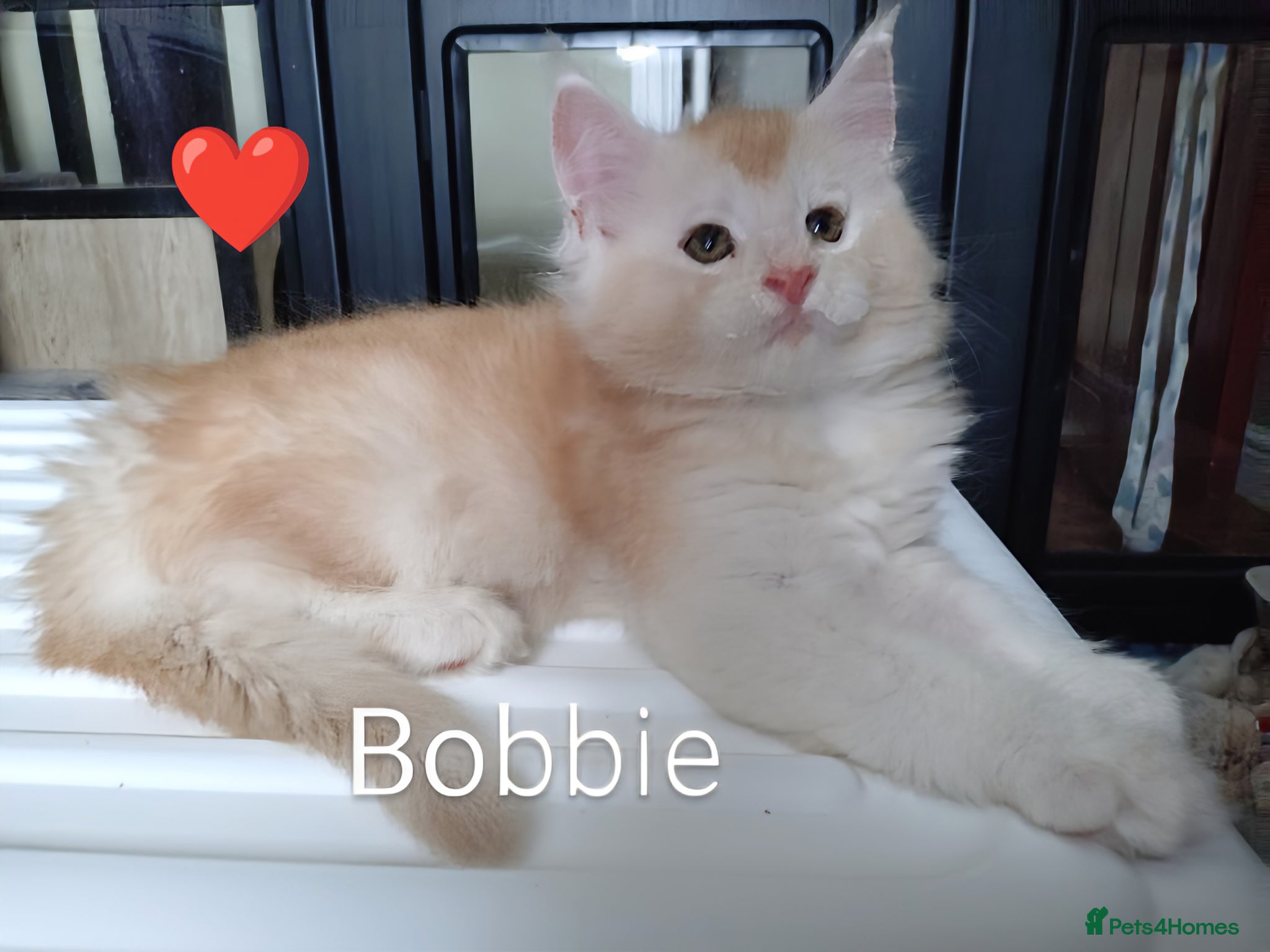 Maine Coon cats for sale: Maine coon boy kitten GCCF pedigree - Advert 2