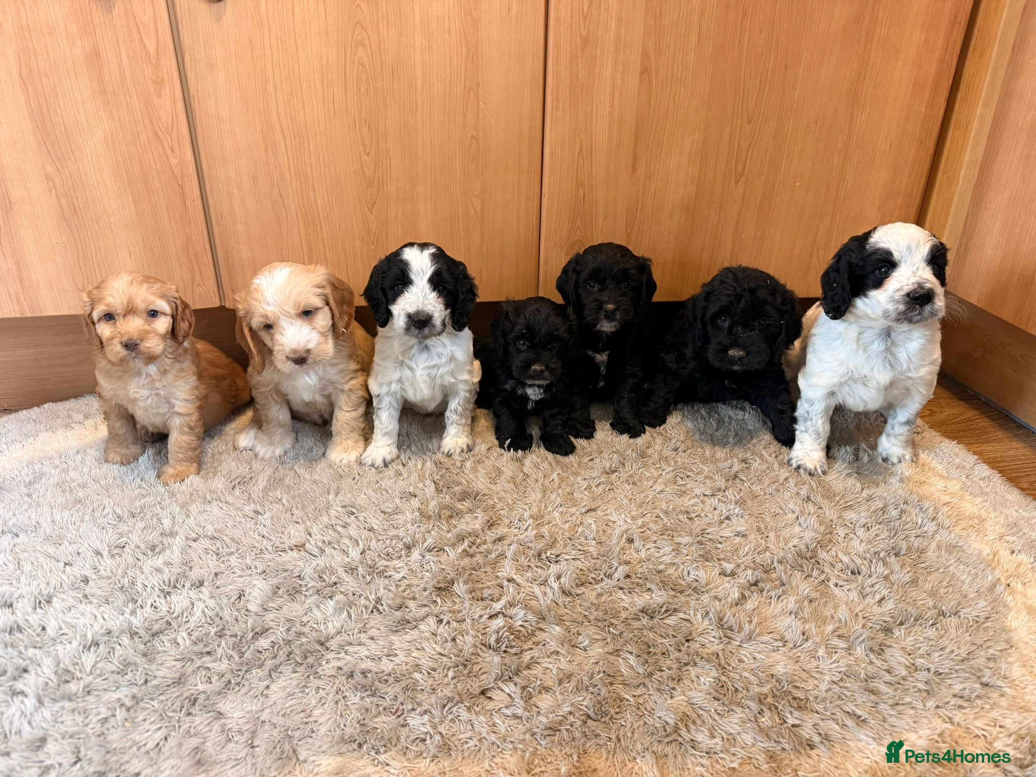 Cockapoo dogs 🏡Ready to leave cockerpoos 🐶🏡 - Advert 1