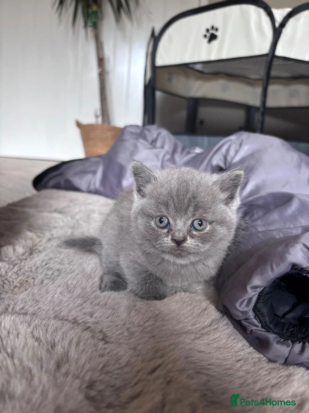British Shorthair cats for sale: Health tested BSH kittens  - Advert 1