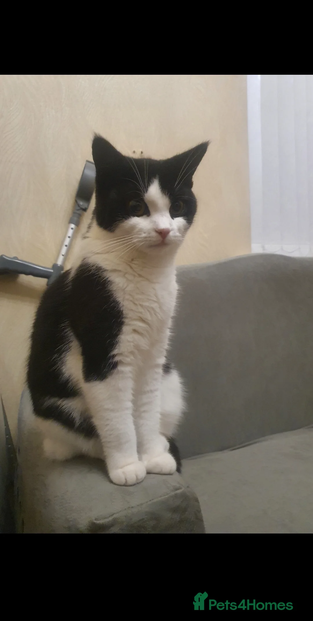 British Shorthair cats for sale: 1 year Old female cat mirochipped and sprayed - Advert 3