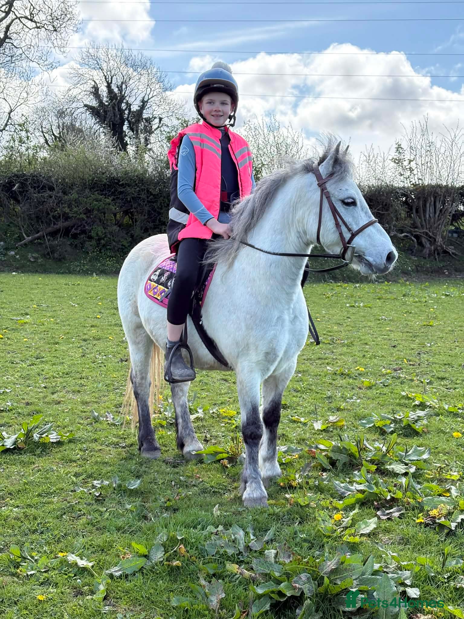 Irish Cob horses Welsh grey gelding 12hh bold, brave & safe - Advert 9