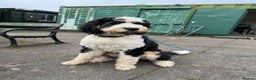 Bernese Mountain Dog dogs for stud: Tri F1 Bernedoodle for Stud in Whitley Bay - Advert 5