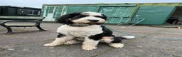 Bernese Mountain Dog dogs for stud: Tri F1 Bernedoodle for Stud in Whitley Bay - Advert 5