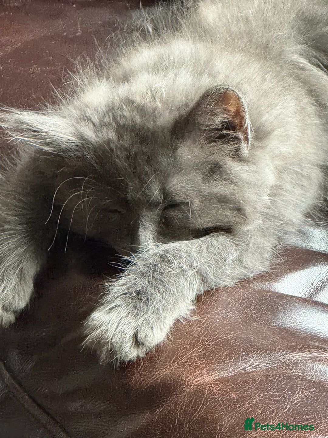 Mixed Breed cats for sale: Fluffy Turkish Angora mixed breed kittens  - Image 17