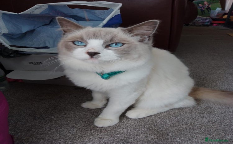 Ragdoll cats - Advert 7