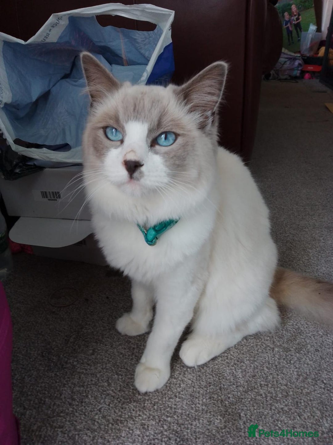 Ragdoll cats for sale: Simba neutered ragdoll  - Image 1