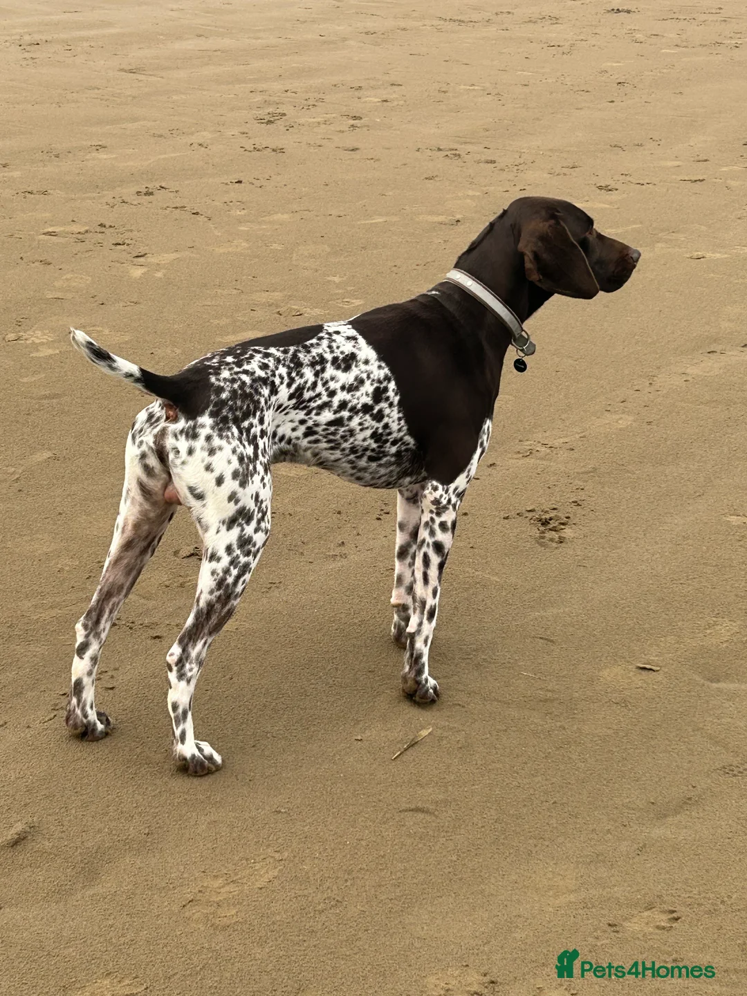 German Shorthaired Pointer dogs for stud: Outstanding GSP for stud  - Advert 2