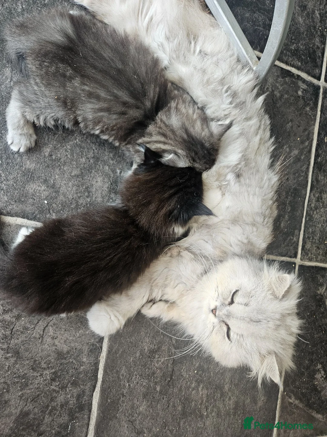 Mixed Breed cats for sale: Persian Chinchilla X Grey Girl Tuxedo Boy - Advert 2