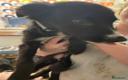 Mixed Breed dogs for sale: Collie cross pups  - Advert 7