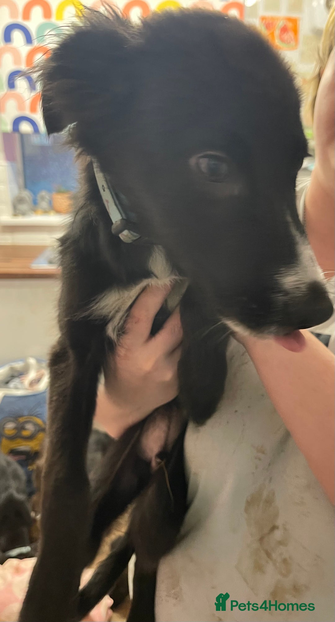 Mixed Breed dogs for sale: Collie cross pups  - Advert 7