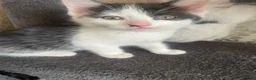 Mixed Breed cats for sale: 5 Gorgeous Kittens ready for their forever home  - Advert 4