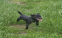 Patterjack dogs for sale: Patterjack Pups - Image 11