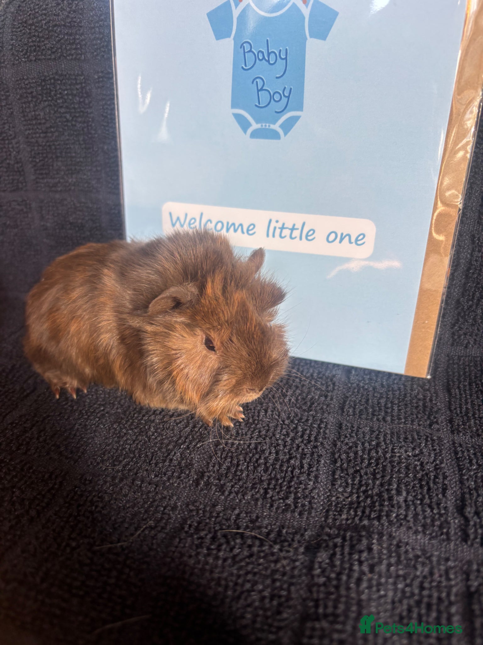 Guinea Pig rodents Lots of girls looking  - Advert 17