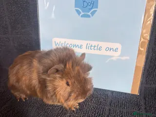 Guinea Pig rodents Lots of girls looking - Advert 17