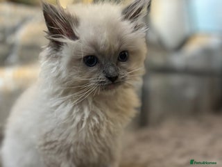 Ragdoll cats Beautiful ragdoll READY NOW - Advert 17