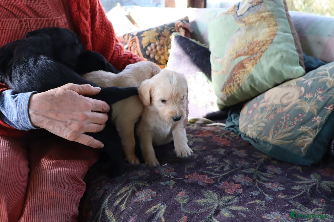 Labradoodle dogs for sale: Lovely Labradoodle Puppies Licenced Breeder - Image 19