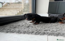 Miniature Dachshund dogs for sale: One beautiful Beautiful girl left  💜🐶  - Image 31