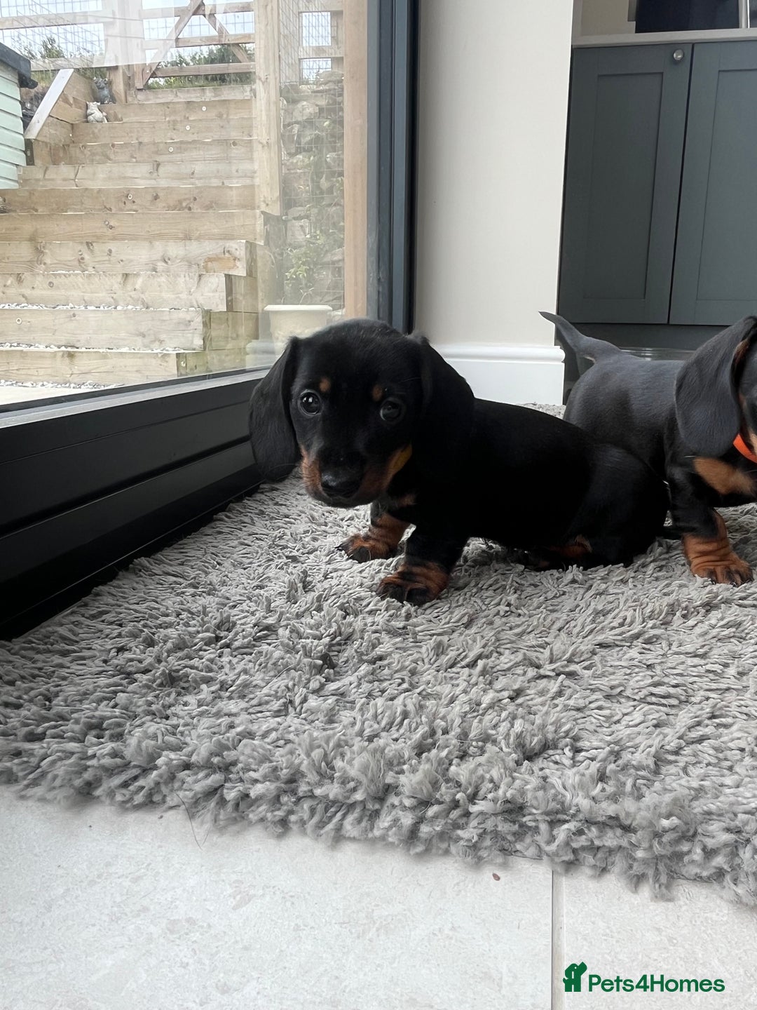 Miniature Dachshund dogs for sale: One beautiful Beautiful girl left  💜🐶  - Image 31
