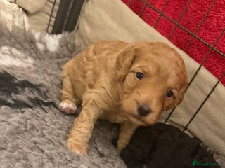 Cockapoo dogs - Advert 6