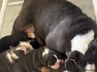 English Bulldog dogs Bulldog puppies - Advert 10