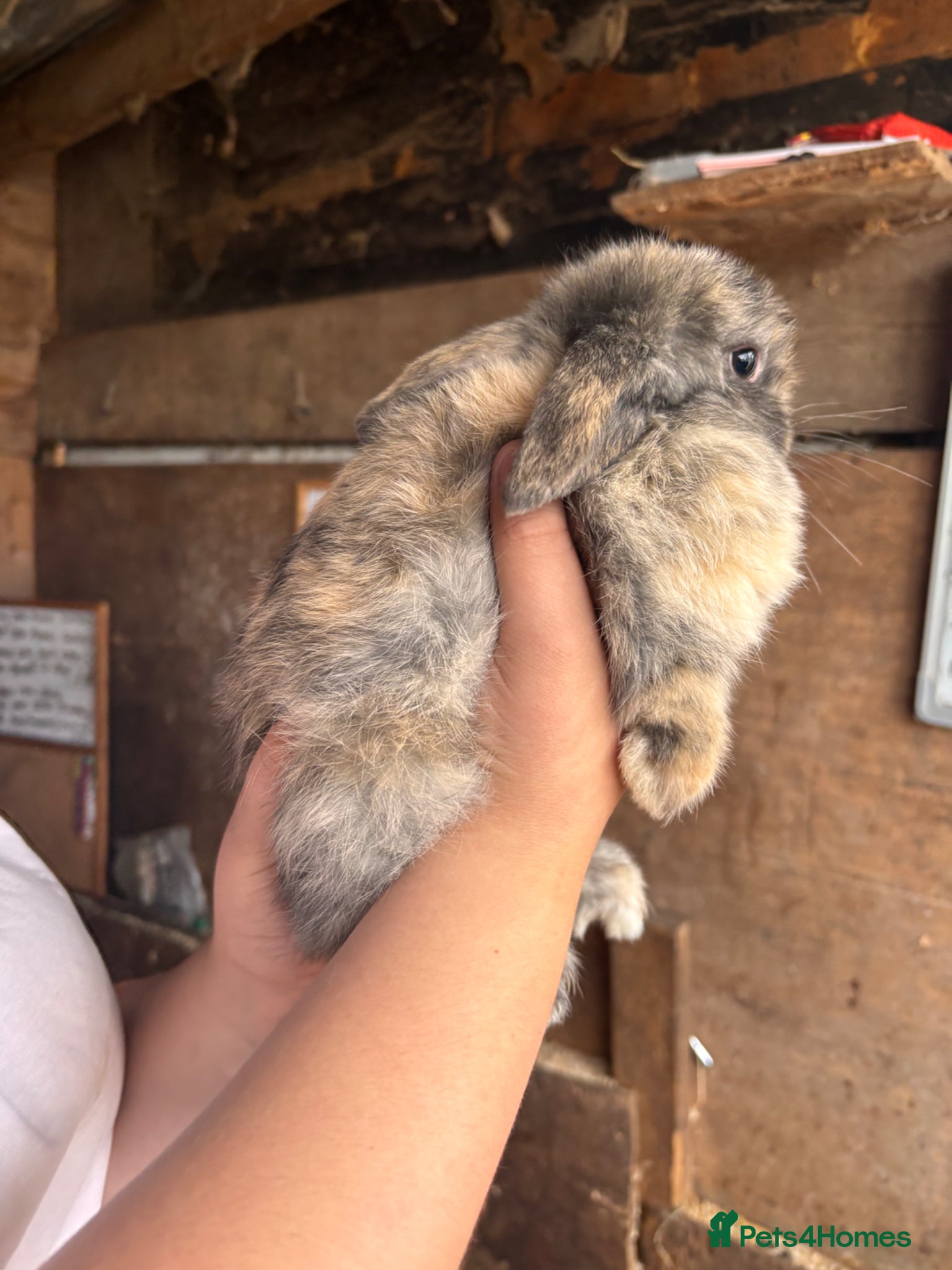 Mini Lop rabbits for sale: 2 beautiful baby’s rabbits for sale  - Advert 6