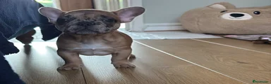 French Bulldog 1