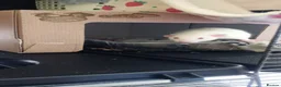 Rat rodents for sale: 3 Male rats plus cage, food and bedding etc in Cheltenham - Advert 10