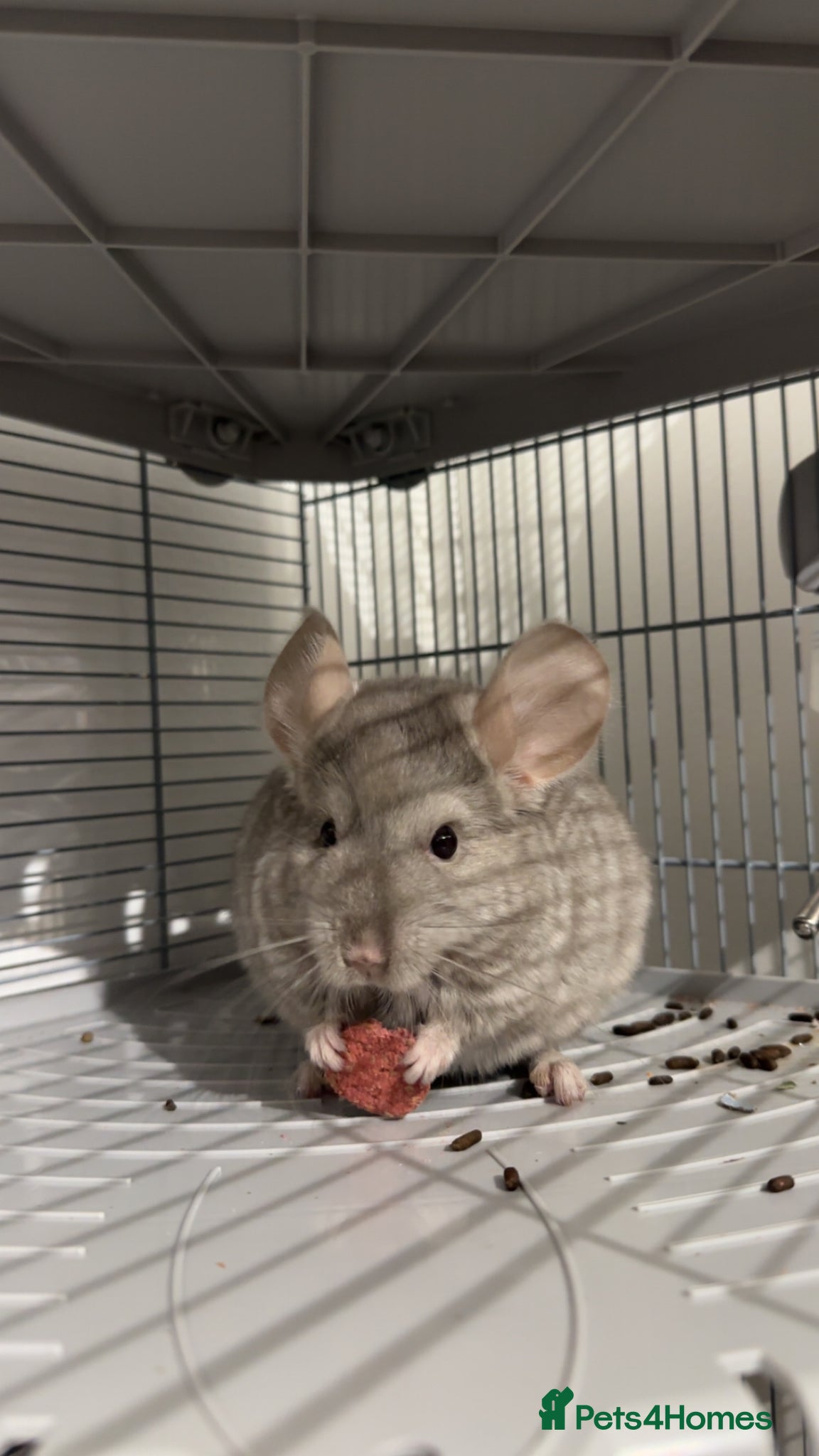 Chinchilla rodents Two chinchillas for sale £300 for both.  - Advert 1