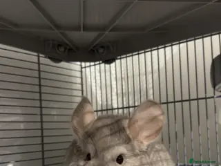 Chinchilla rodents Two chinchillas for sale £300 for both. - Advert 1
