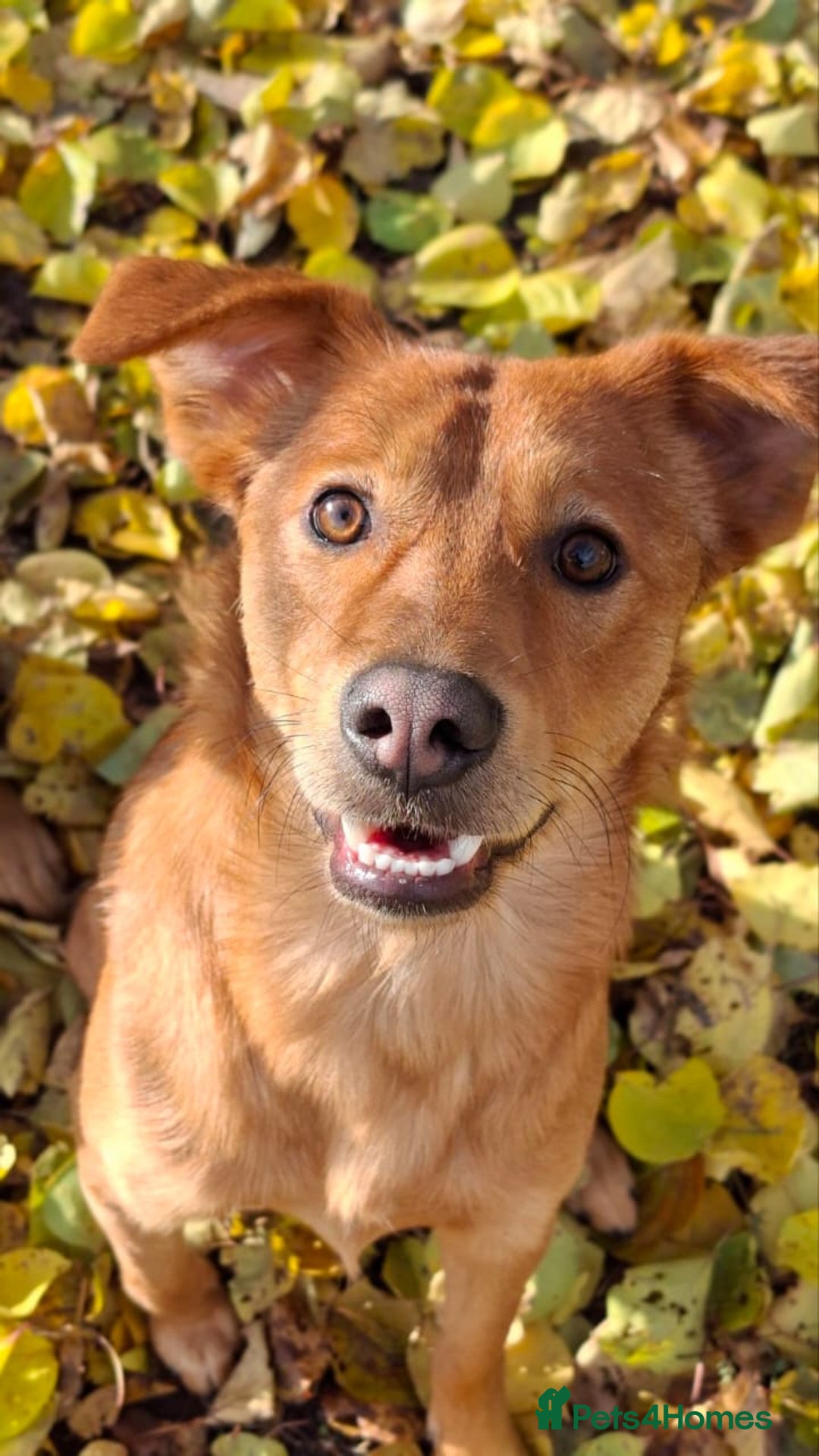 Mixed Breed dogs for adoption: URGENT: 💙ARCHIE & ARNY – Two Ginger Love-Bugs💙 - Advert 23