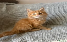 Maine Coon cats for sale: 5 tica registered mainecoon kittens  - Image 13
