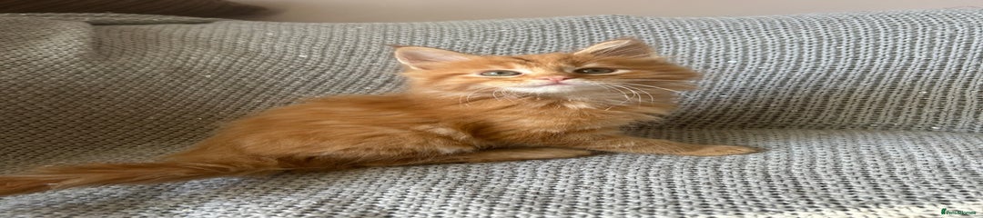 Maine Coon Kitten 3