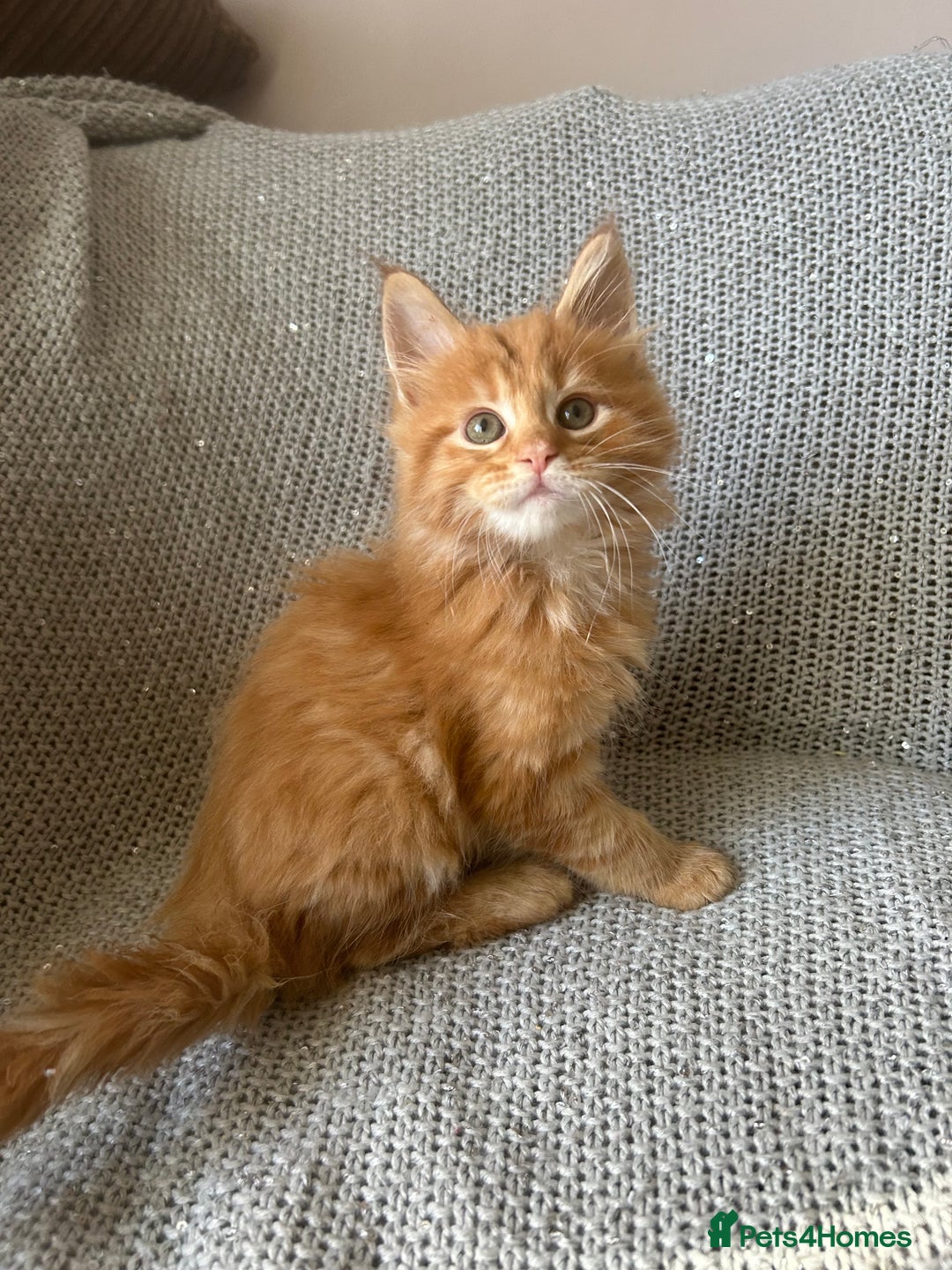 Maine Coon cats for sale: 5 tica registered mainecoon kittens  - Image 13